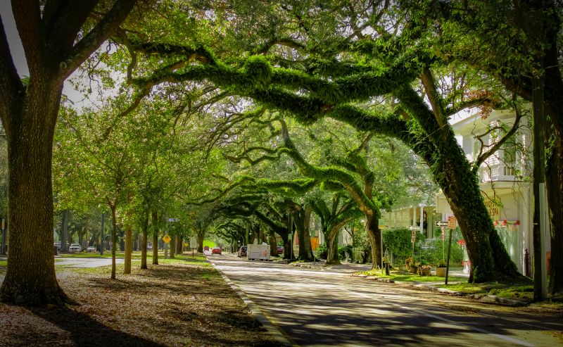 Canopy Pruning