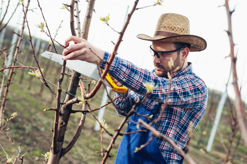 Healthy Tree After Pruning