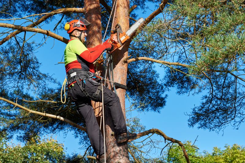 Canopy Pruning in Progress