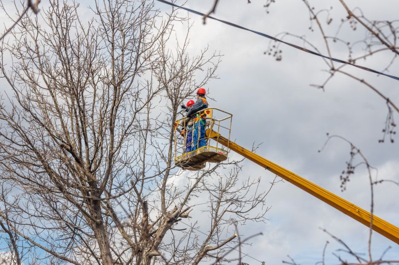 Canopy Pruning
