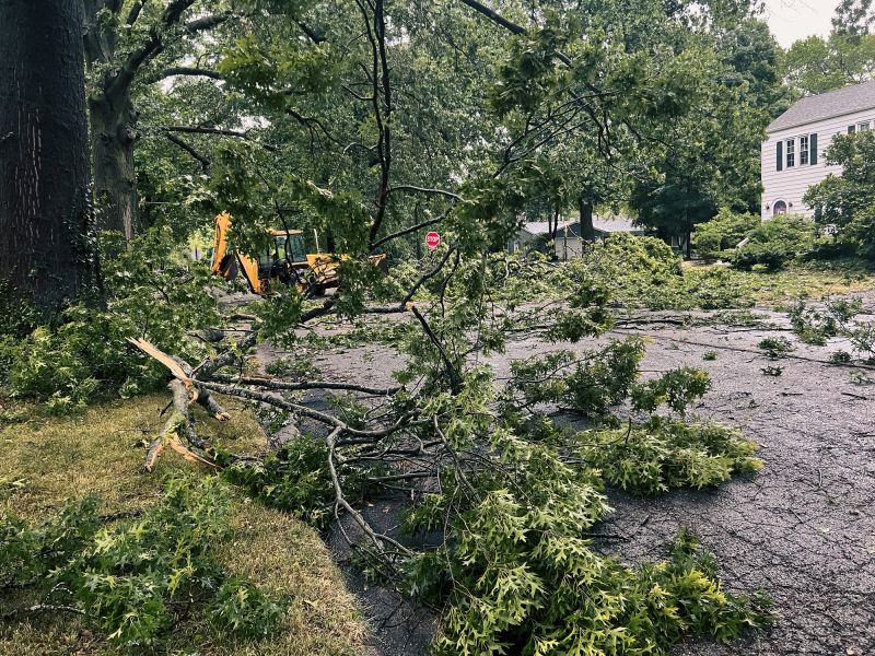 Fallen Tree on Residential Property