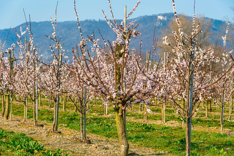 Peach Tree Pruning in Reno, NV